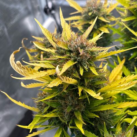 Mary Jane growlog timeline photo