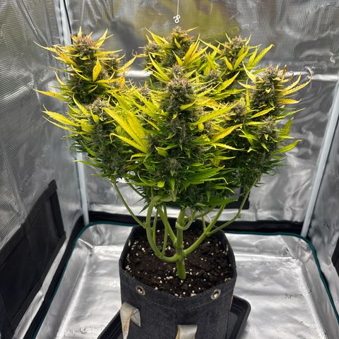 Mary Jane growlog timeline photo