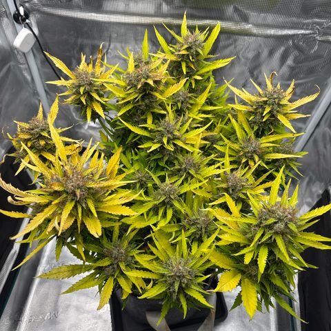 Mary Jane growlog timeline photo