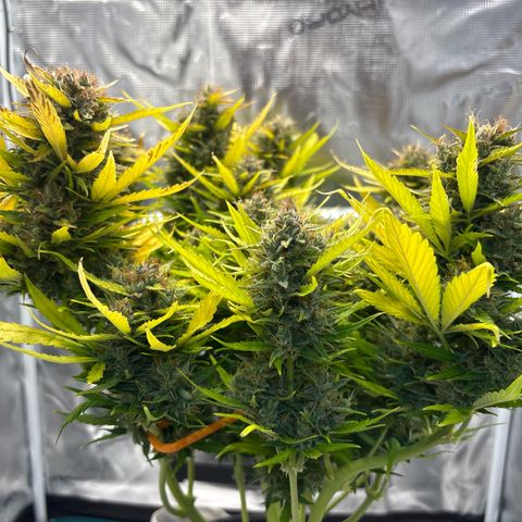 Mary Jane growlog timeline photo