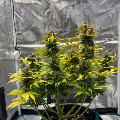 Lucy growlog timeline photo