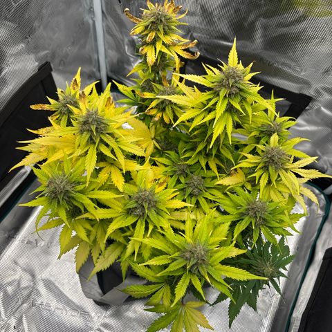 Lucy growlog timeline photo