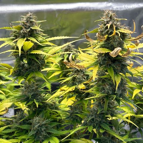 Lucy growlog timeline photo