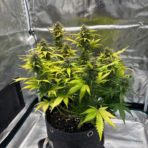 Lucy growlog timeline photo