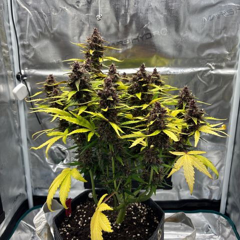 Hilde growlog timeline photo