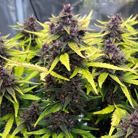 Hilde growlog timeline photo