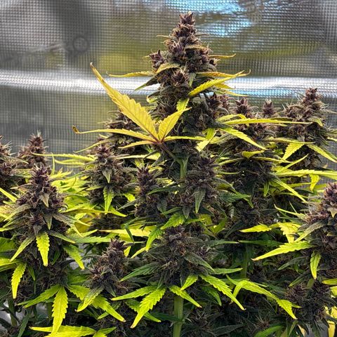 Hilde growlog timeline photo
