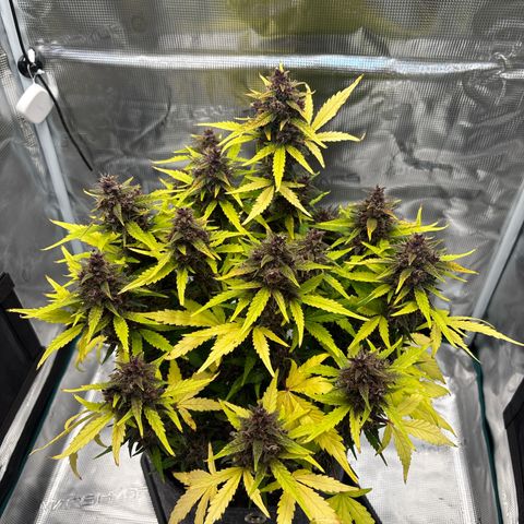 Hilde growlog timeline photo