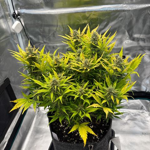 Gertrud growlog timeline photo