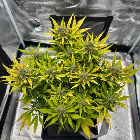 Gertrud growlog timeline photo