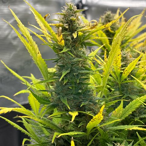 Gertrud growlog timeline photo