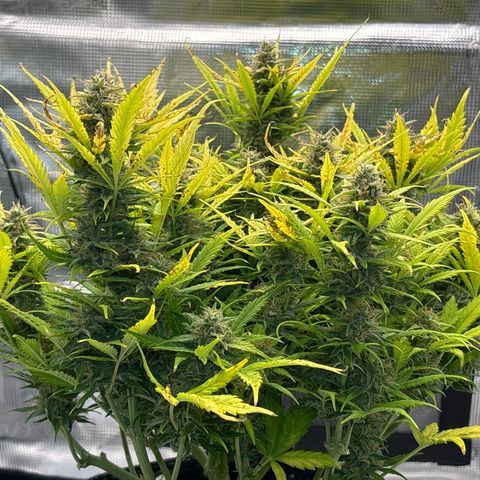 Gertrud growlog timeline photo