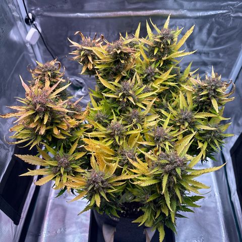 Mary Jane growlog timeline photo