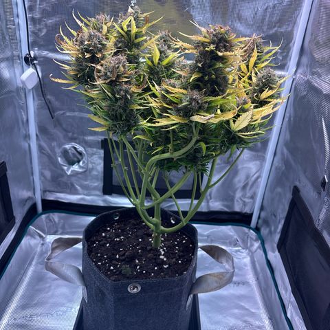 Mary Jane growlog timeline photo