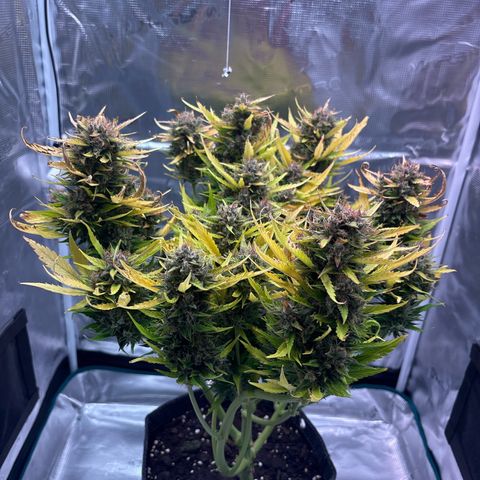 Mary Jane growlog timeline photo