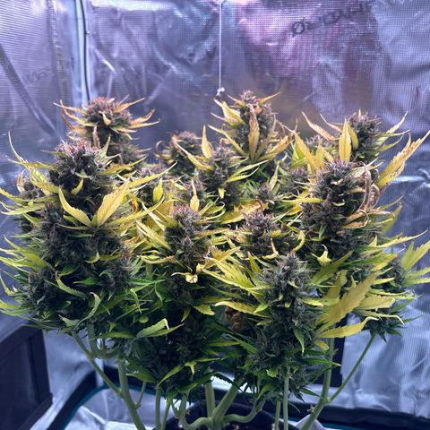Mary Jane growlog timeline photo