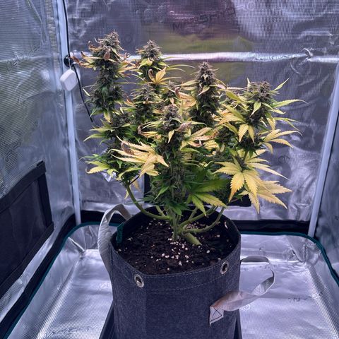 Lucy growlog timeline photo