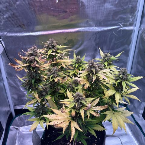 Lucy growlog timeline photo