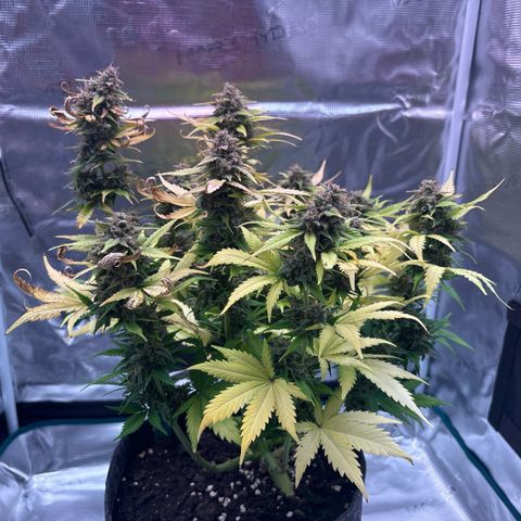 Lucy growlog timeline photo