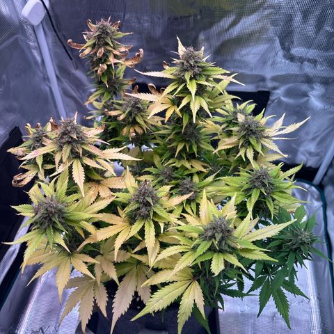 Lucy growlog timeline photo