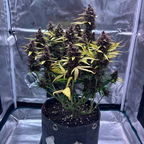 Hilde growlog timeline photo