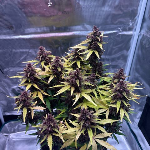 Hilde growlog timeline photo