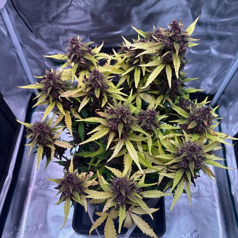 Hilde growlog timeline photo