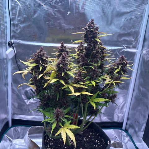 Hilde growlog timeline photo