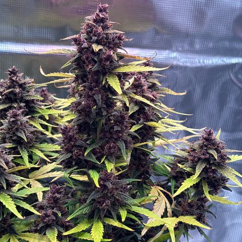 Hilde growlog timeline photo