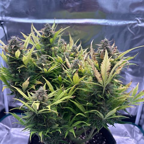 Gertrud growlog timeline photo