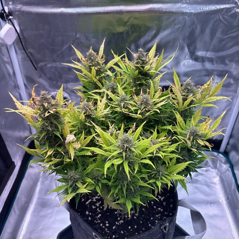 Gertrud growlog timeline photo