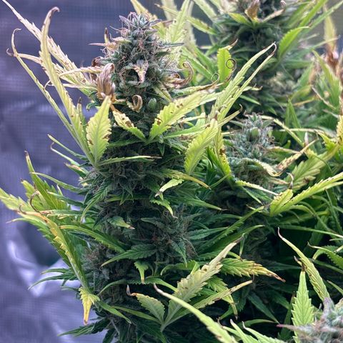 Gertrud growlog timeline photo