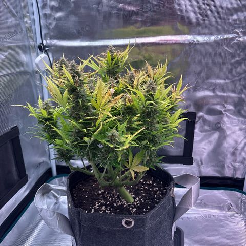 Gertrud growlog timeline photo