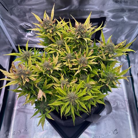 Gertrud growlog timeline photo