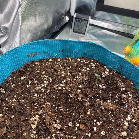 Spotless Mind growlog photo: Looking a little leggy. Will wait a day and see if light should be lowered. 