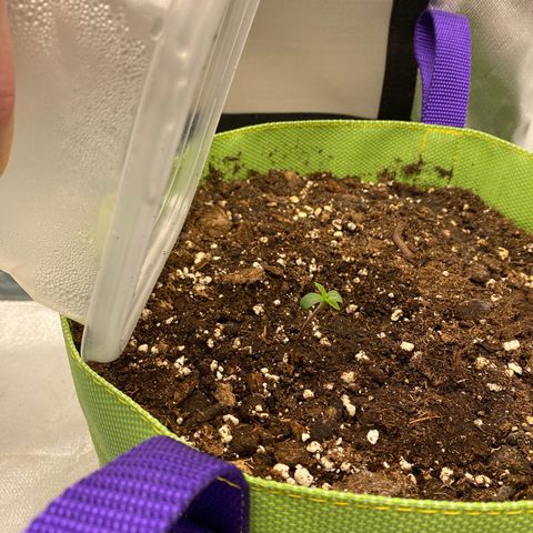 ManBearAlienPig growlog photo: Getting leggy. Tempted to lower the light. 