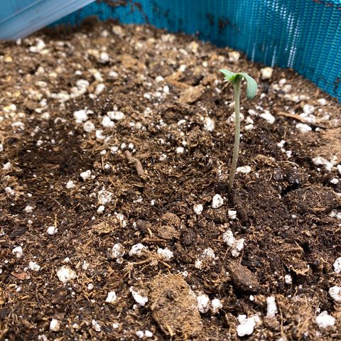 Spotless Mind growlog timeline photo