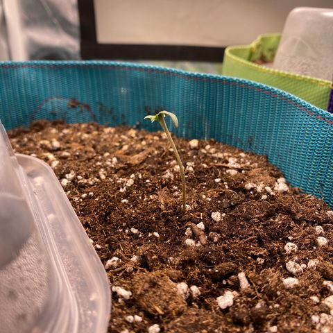 Spotless Mind growlog timeline photo