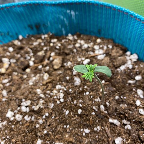 Spotless Mind growlog timeline photo