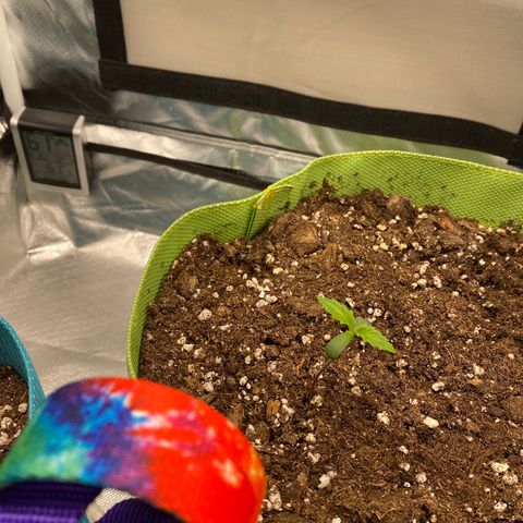 ManBearAlienPig growlog timeline photo