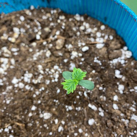 Spotless Mind growlog timeline photo