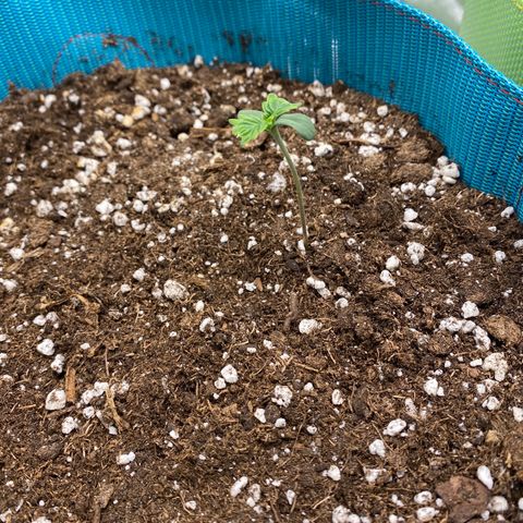 Spotless Mind growlog timeline photo