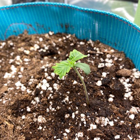 Spotless Mind growlog timeline photo