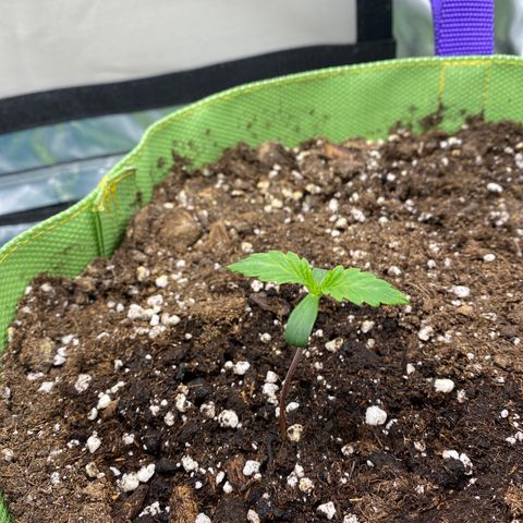 ManBearAlienPig growlog timeline photo