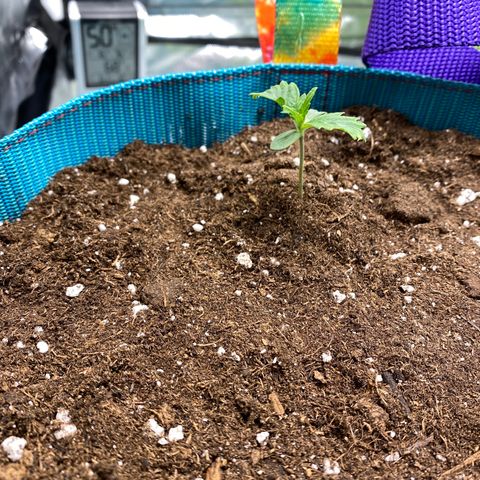 Spotless Mind growlog timeline photo