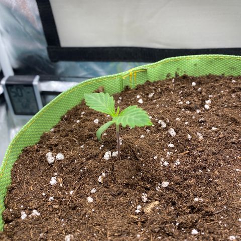 ManBearAlienPig growlog timeline photo
