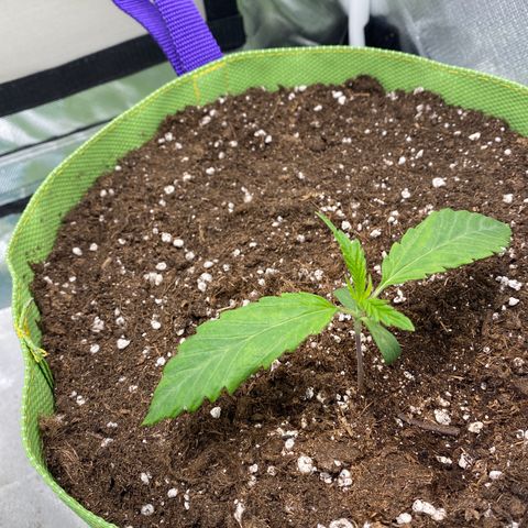 ManBearAlienPig growlog timeline photo