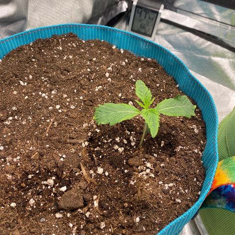 Spotless Mind growlog timeline photo