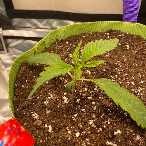 ManBearAlienPig growlog timeline photo