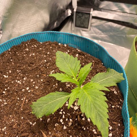 Spotless Mind growlog timeline photo